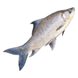 কাতলা মাছ