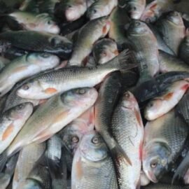 রুই মাছ বড় মাছ